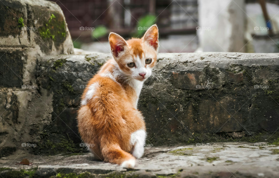 A cute little kitten looking at the camera