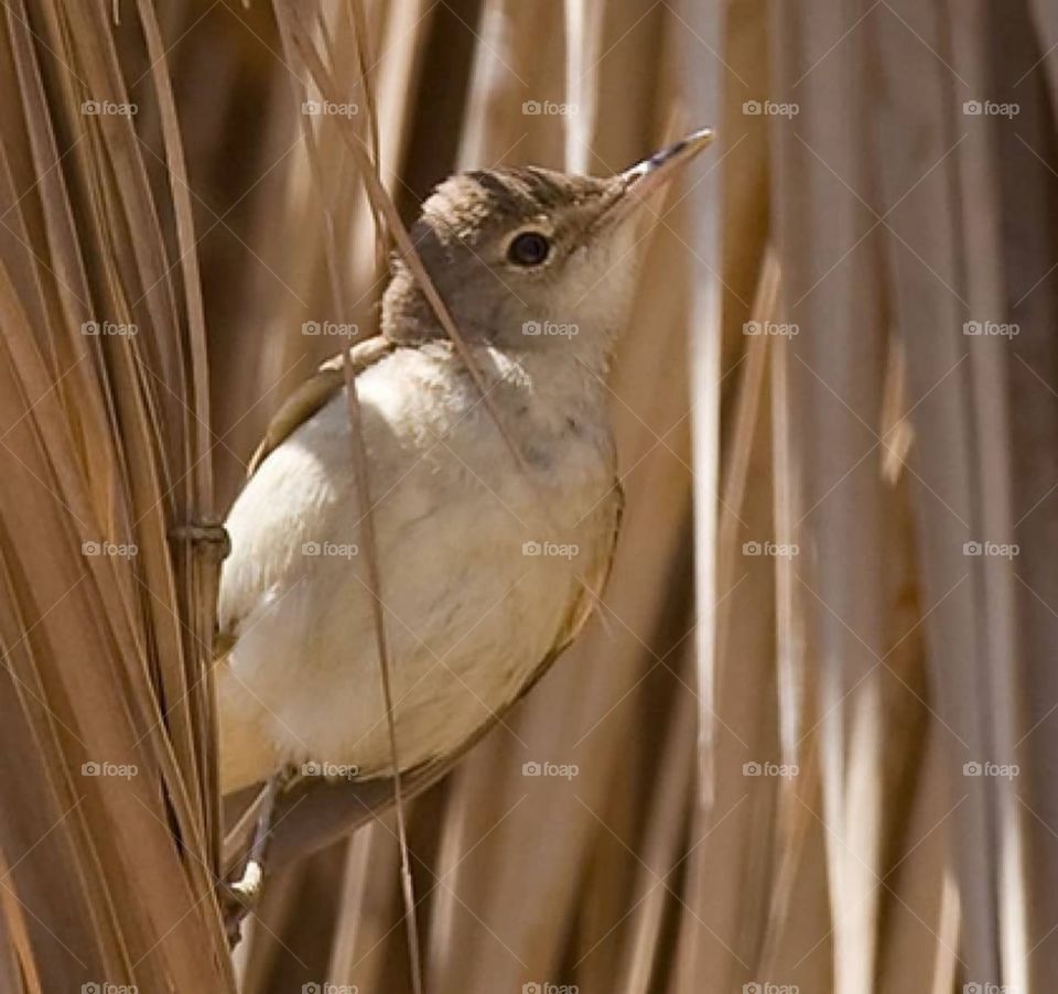 Desert birds