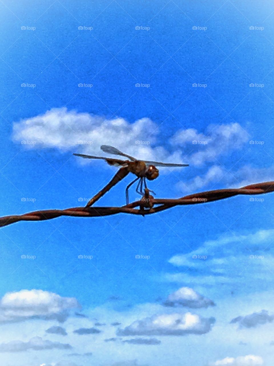 Dragonfly 