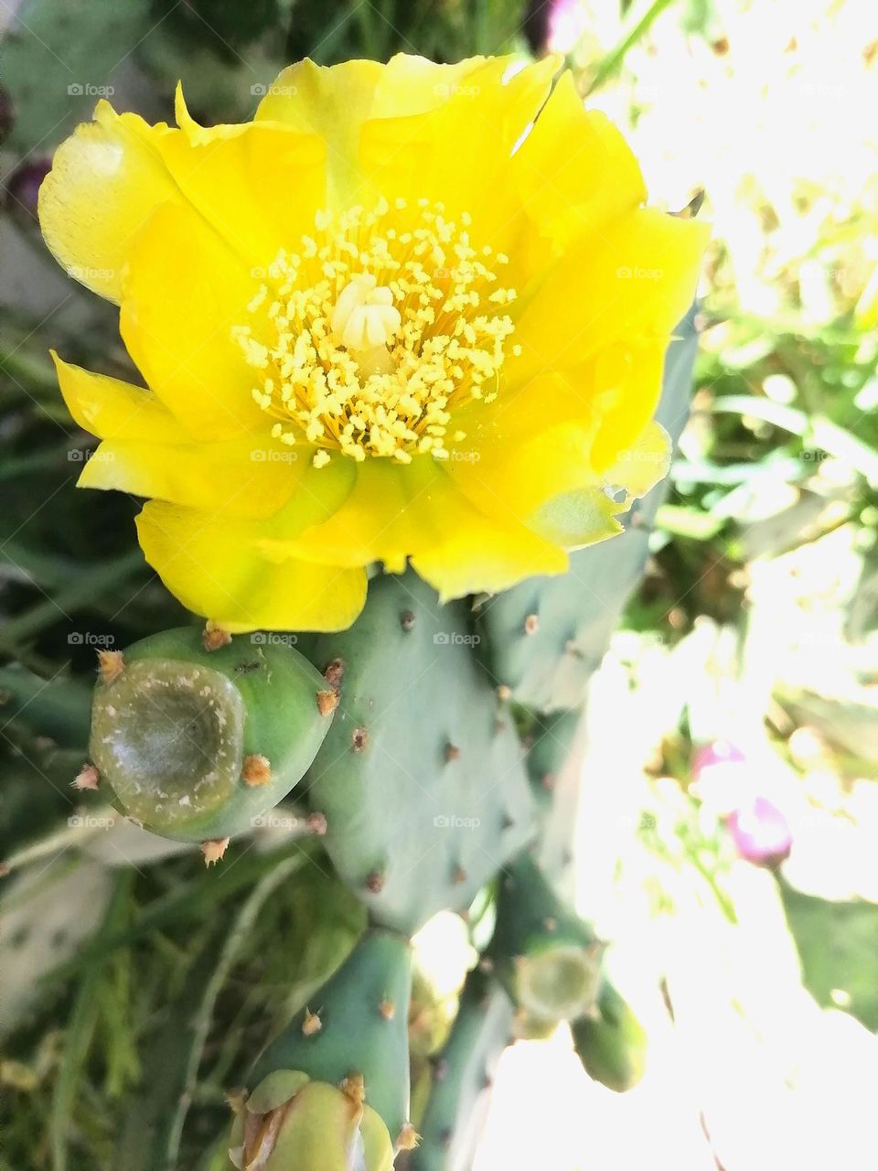 Upload photo of the week : Cactus flower