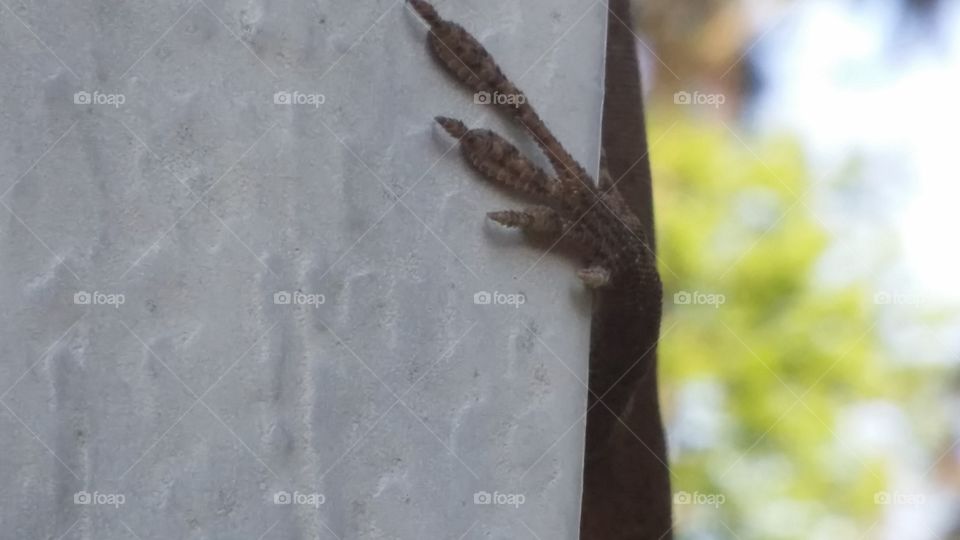 Lizard foot. this lizard hangs out on my porch and doesn't mind his picture being taken