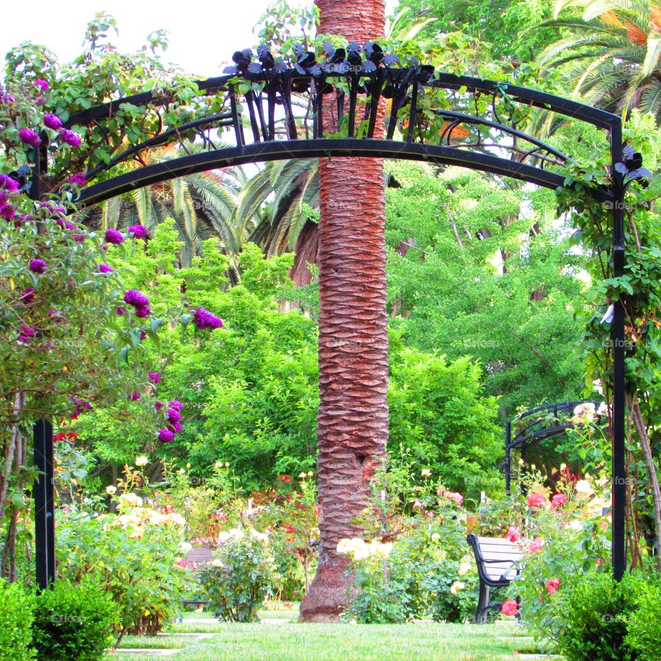 Garden, Park, No Person, Flower, Tree