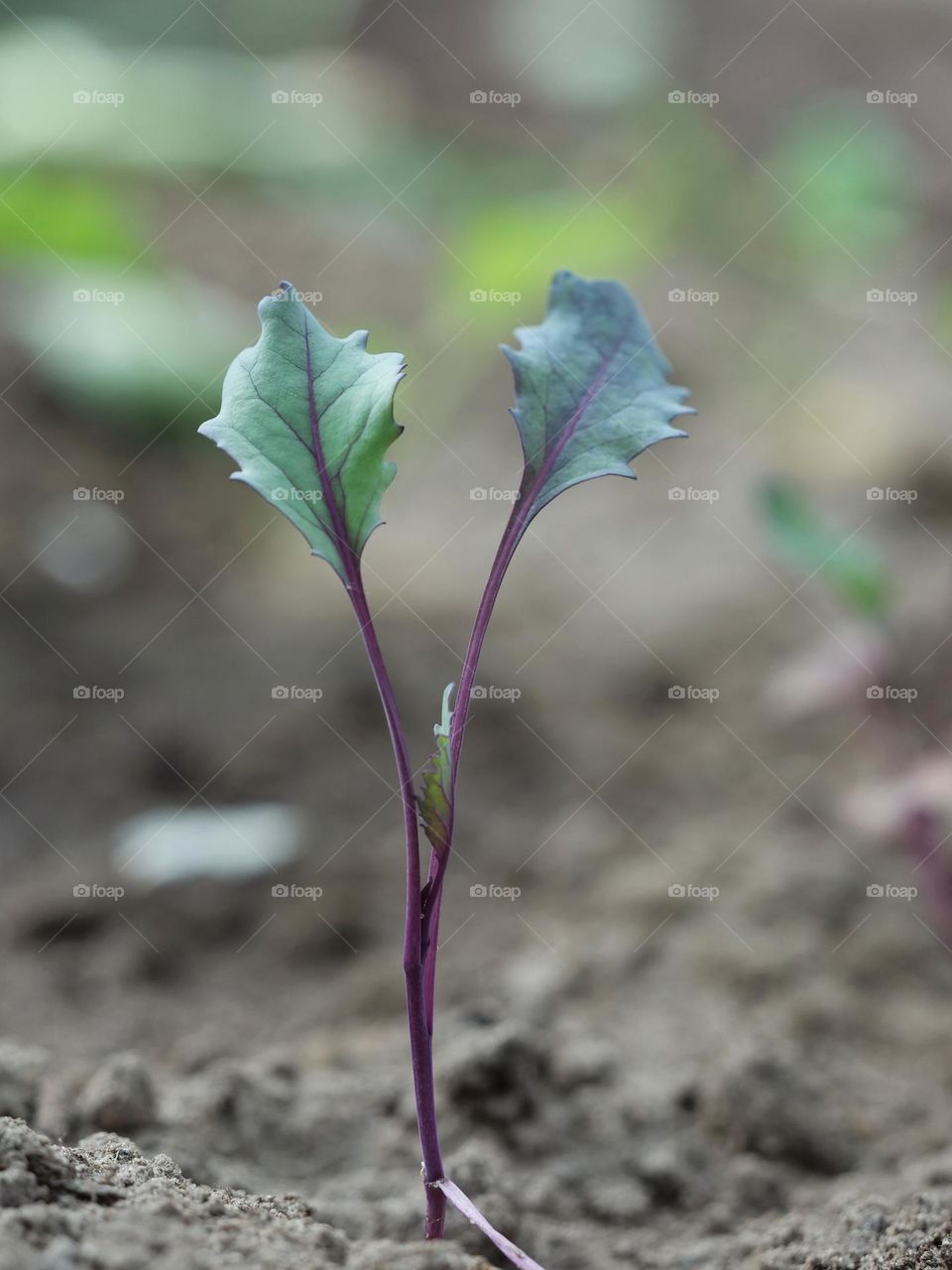 Kohlrabi seedling