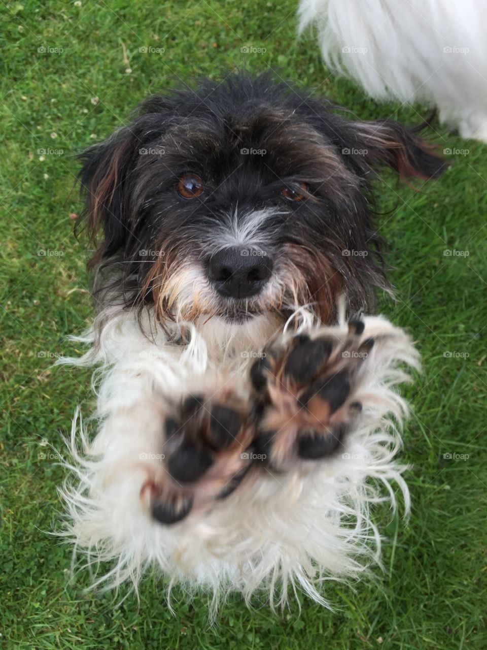 Dog, Animal, Pet, Mammal, Cute