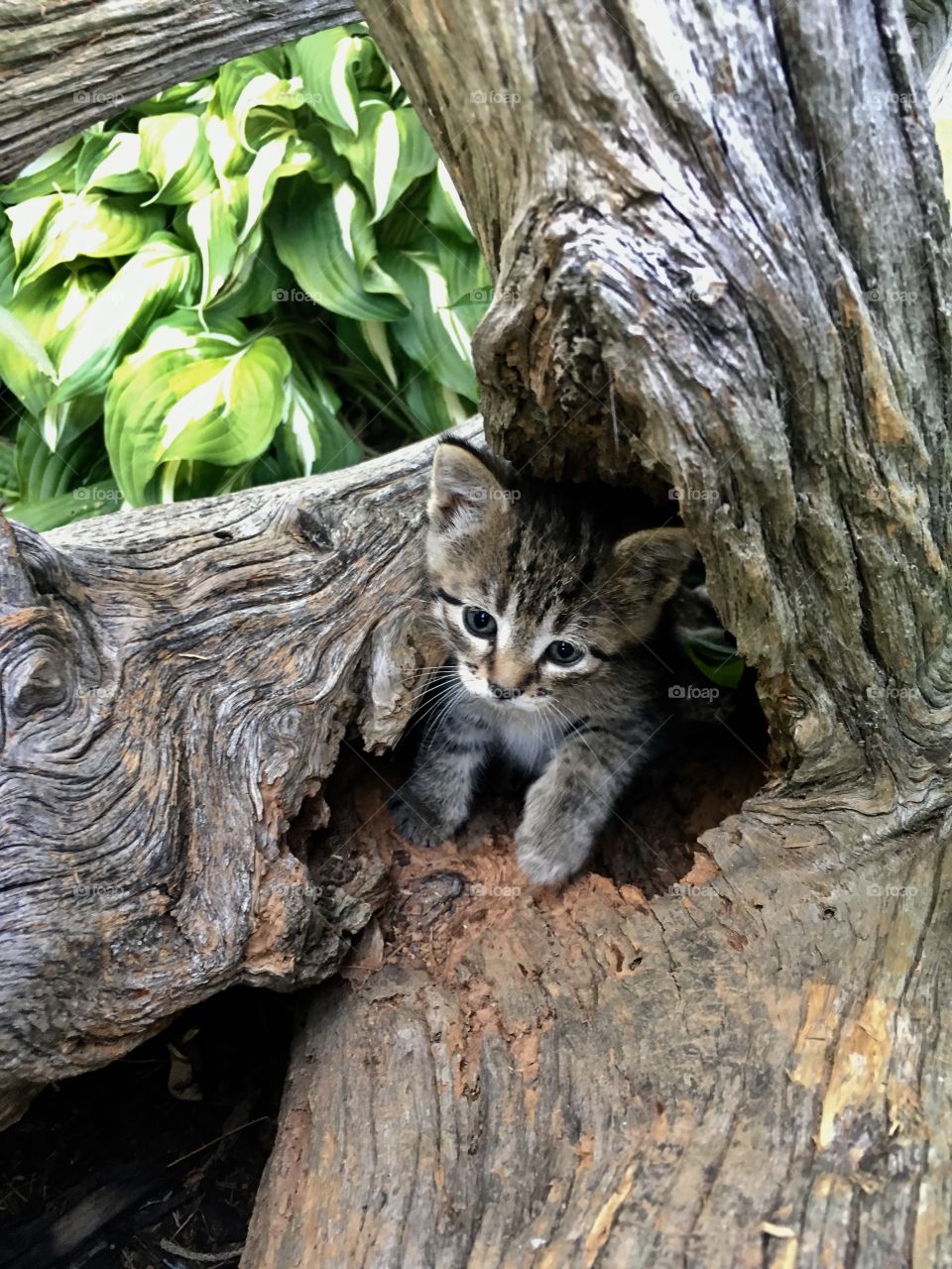 Cats playing 