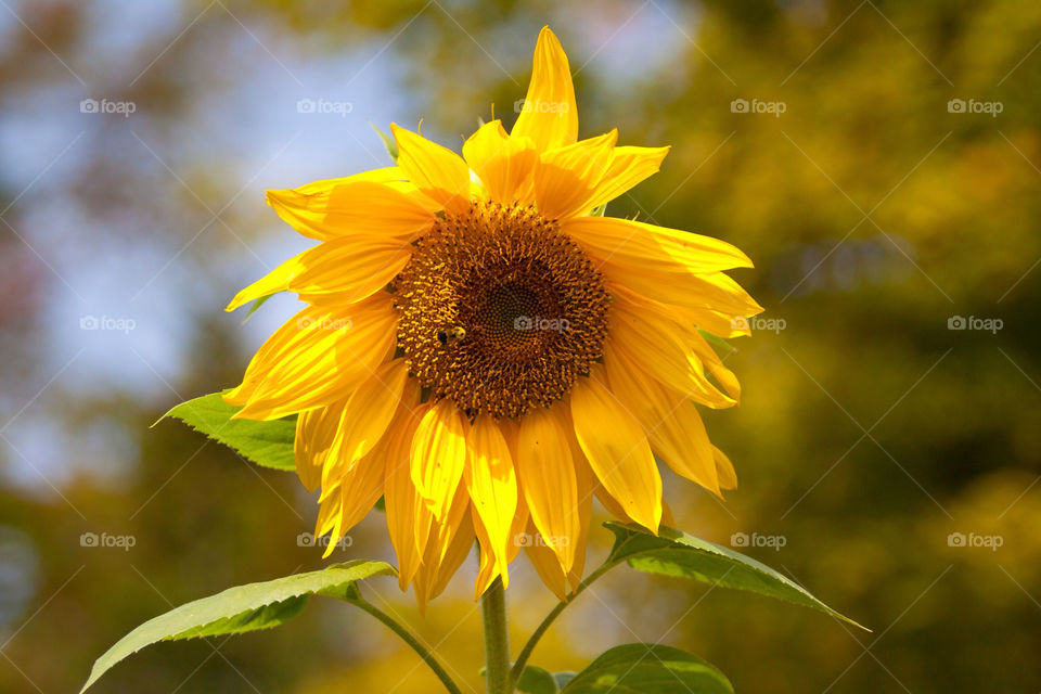 garden yellow nature flower by lenswipe