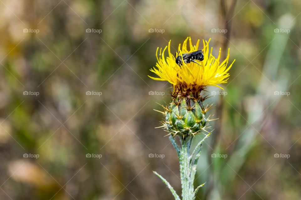 Cornflower yellow