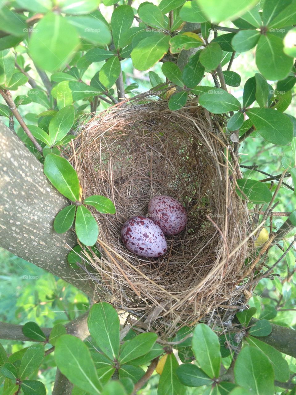 Two bird eggs in nest on branch tree.
