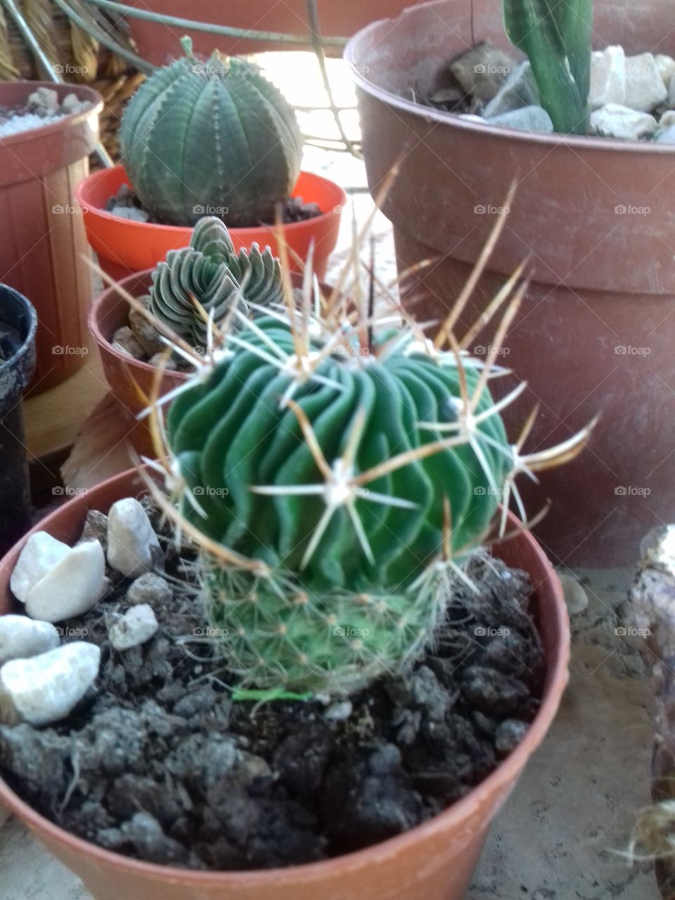 from my cactus collection