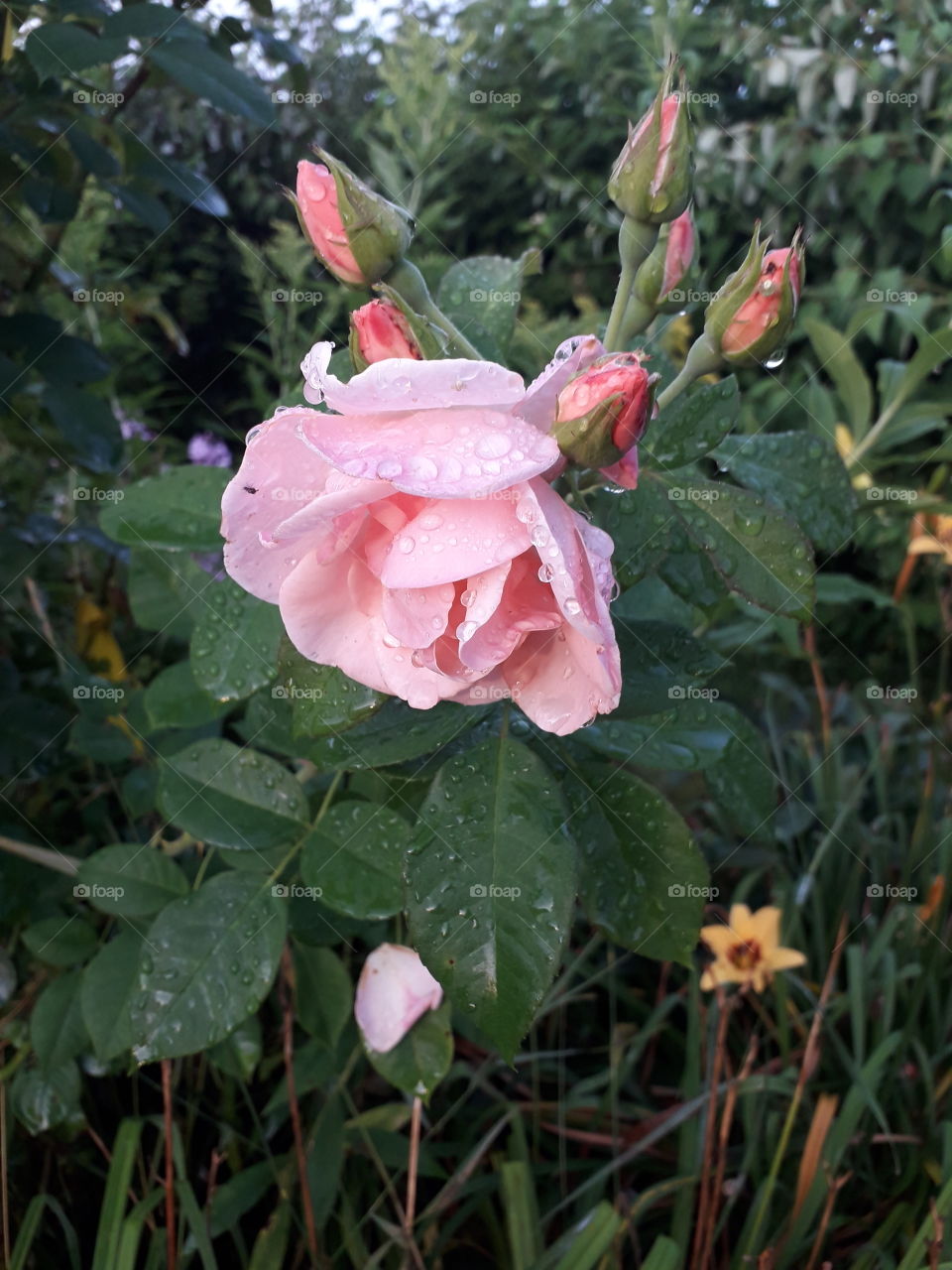 pink roses after rain