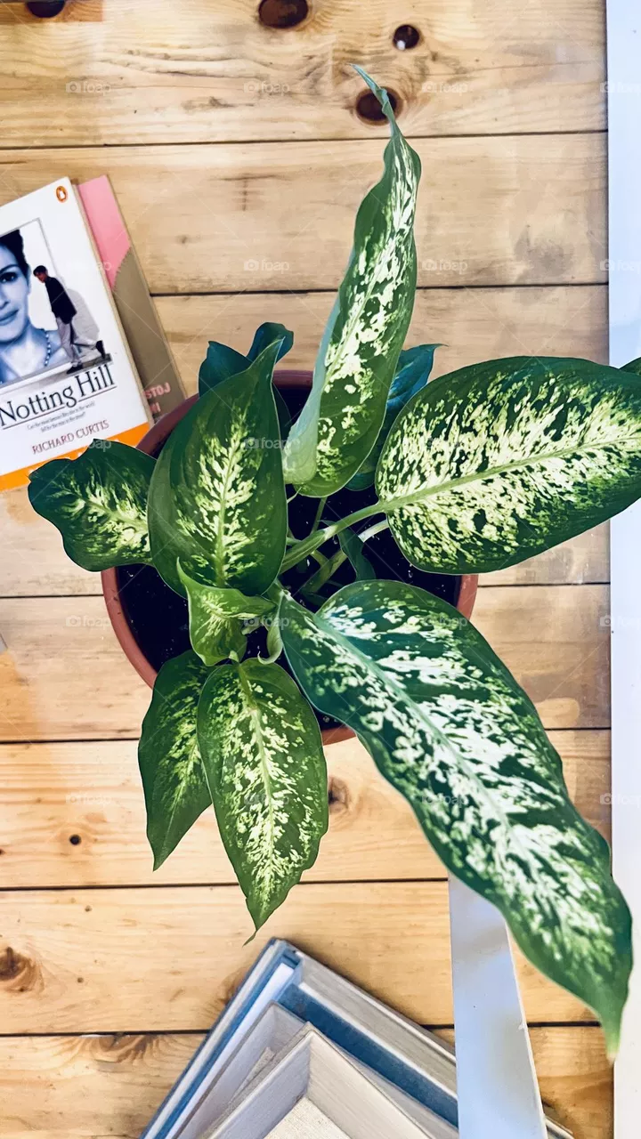 Plants
