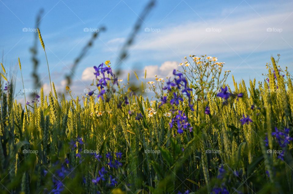 The best miracle of the Earth - flowers!
 
Flowers are the decoration of the earth. Flowers are the decoration of summer. Without flowers, earthly life would lose its charm altogether. Flowers are the smiles of the sun...