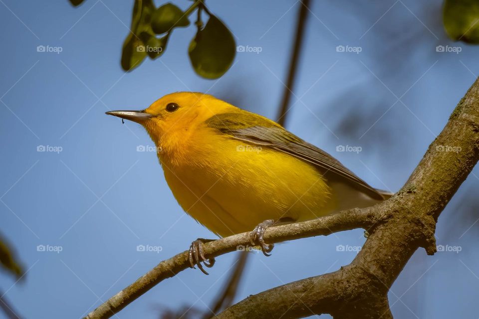 A male prothonotary poses on a twig.