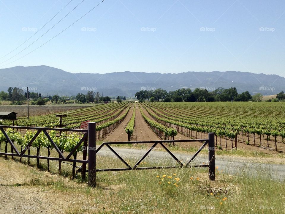 Scenic view of vineyards in Napa