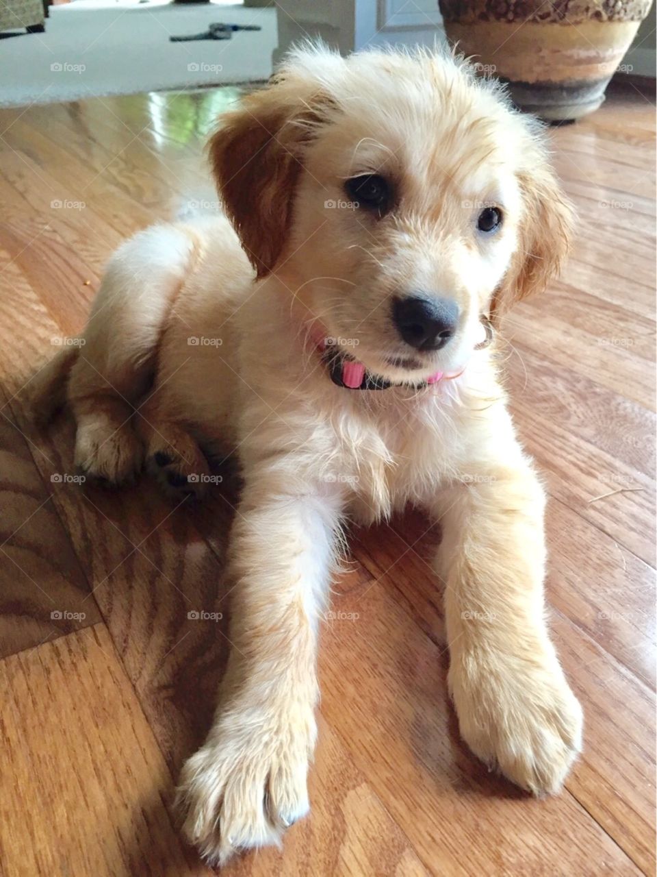 Golden retriever puppy