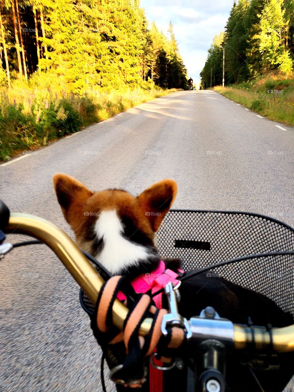 Puppy with me. A puppy on the bike