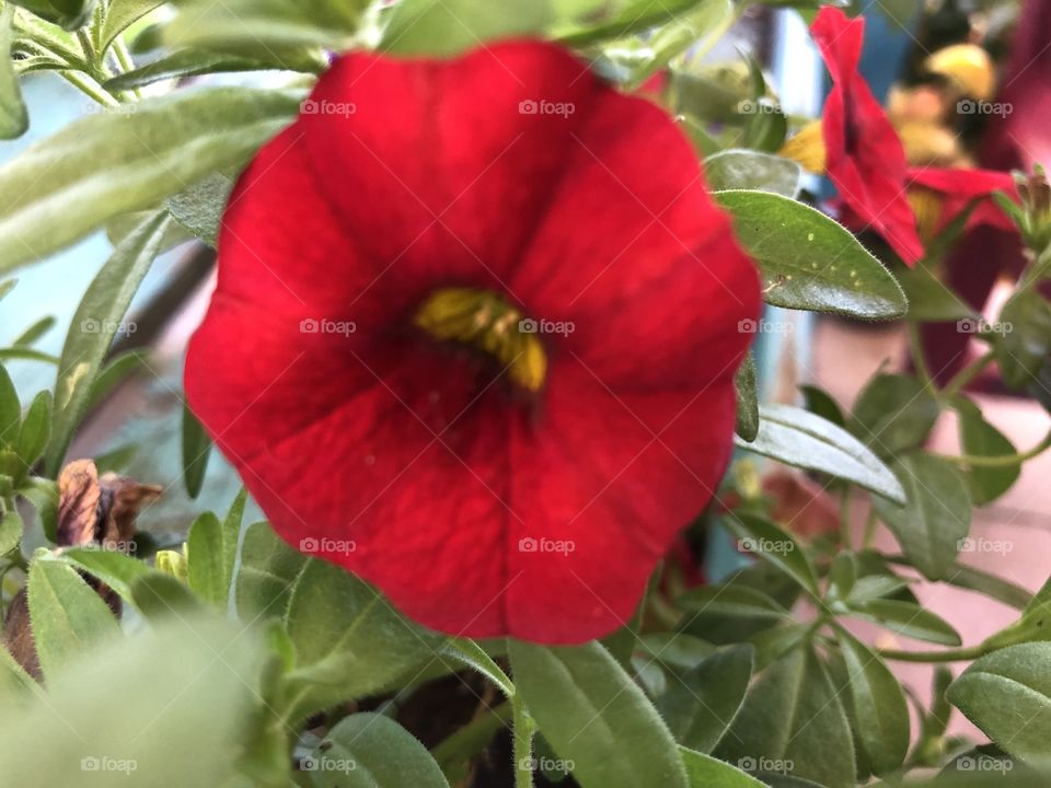 I am loving this crimson red beauty, very striking and more over appealing.