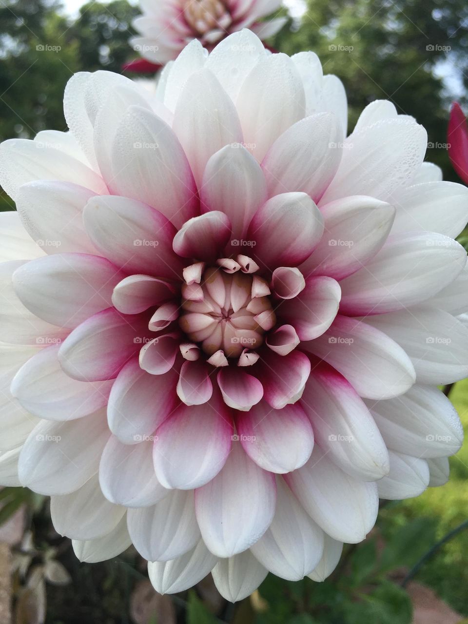 Dahlias 