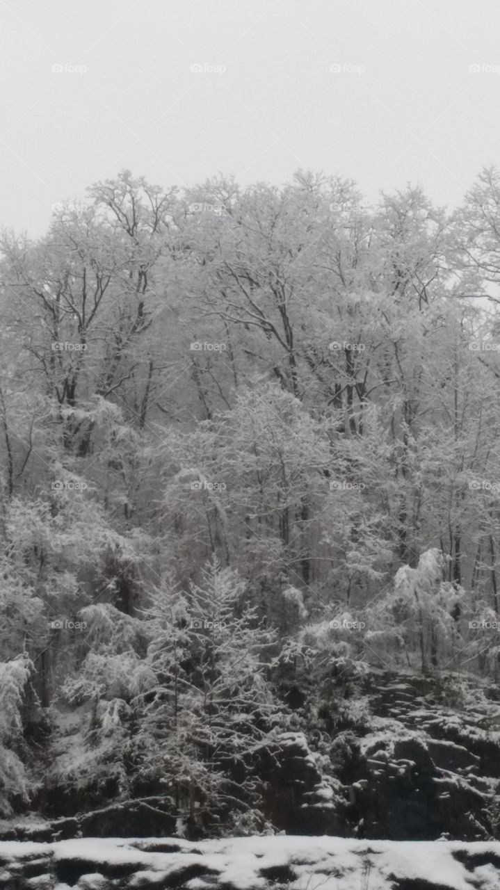 frozen trees mountains