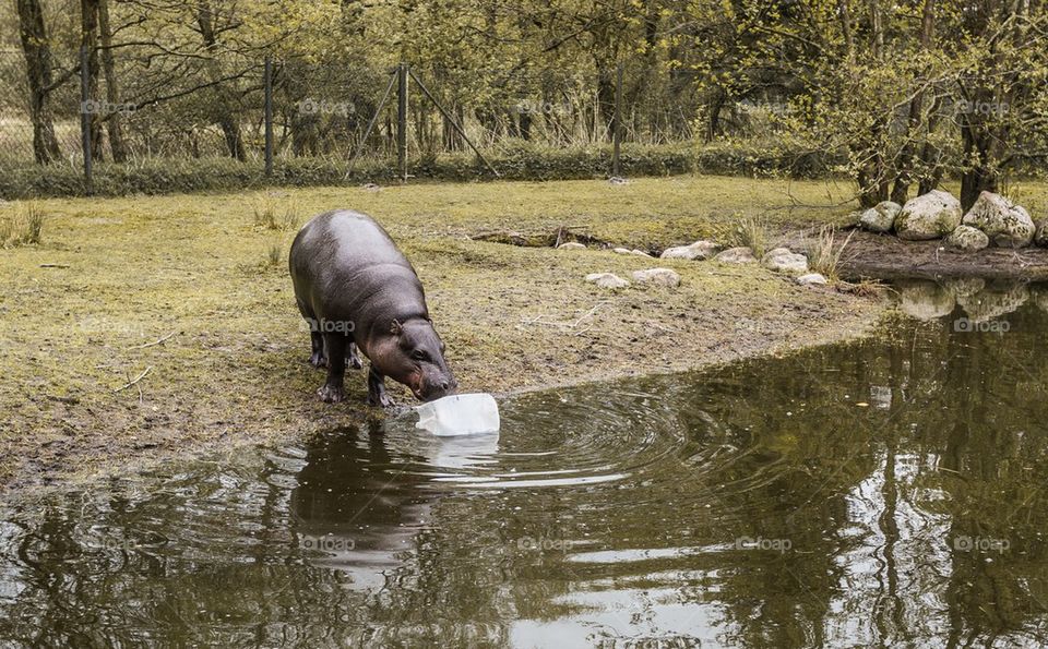 Baby hippo