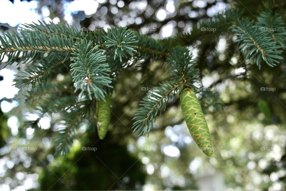 Cones on a spruce 