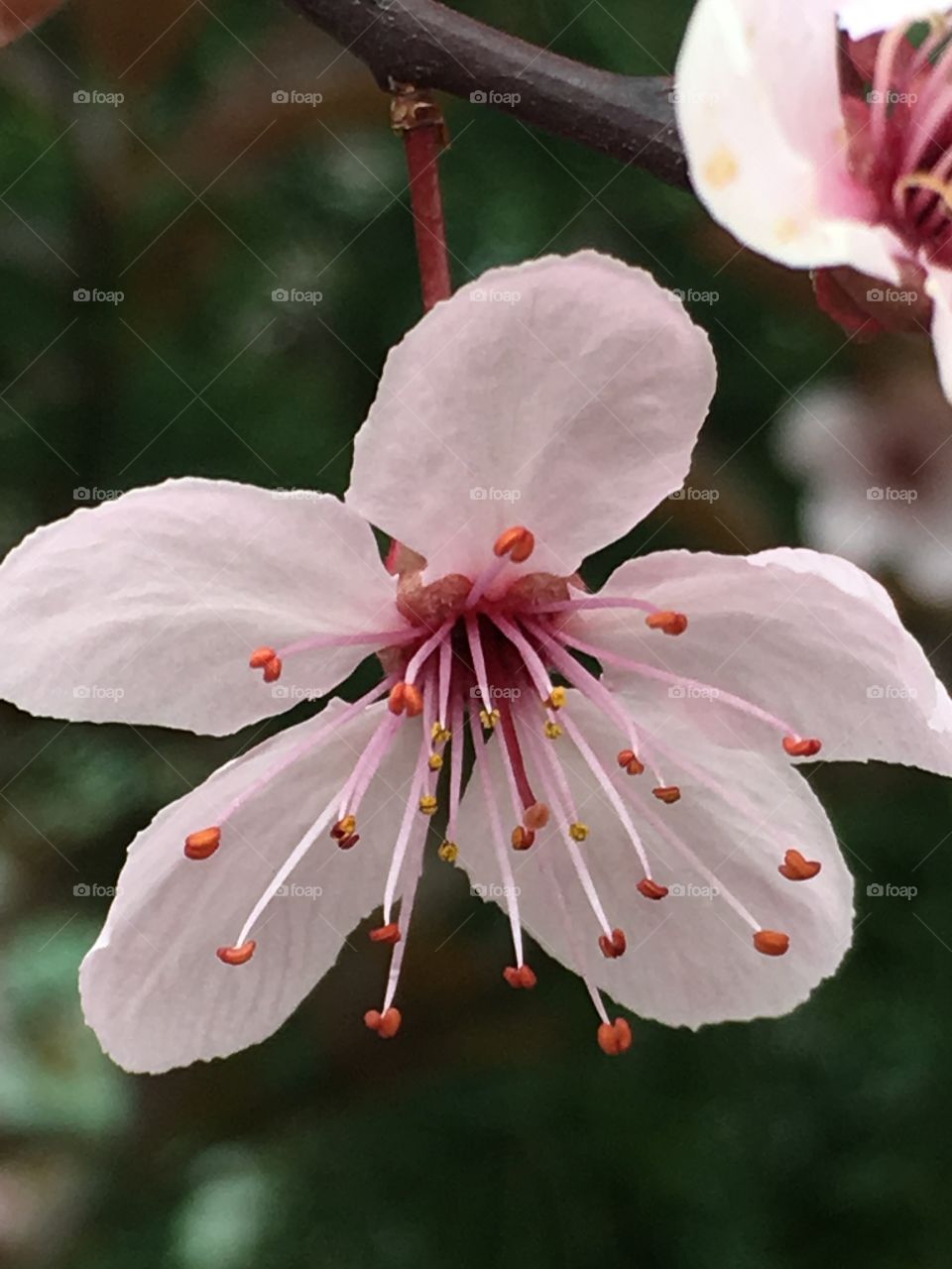 pink flower