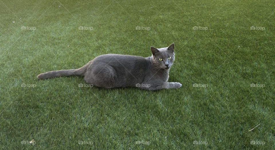 Curious cat is laying on emerald grass and looking at us with it’s lime eyes