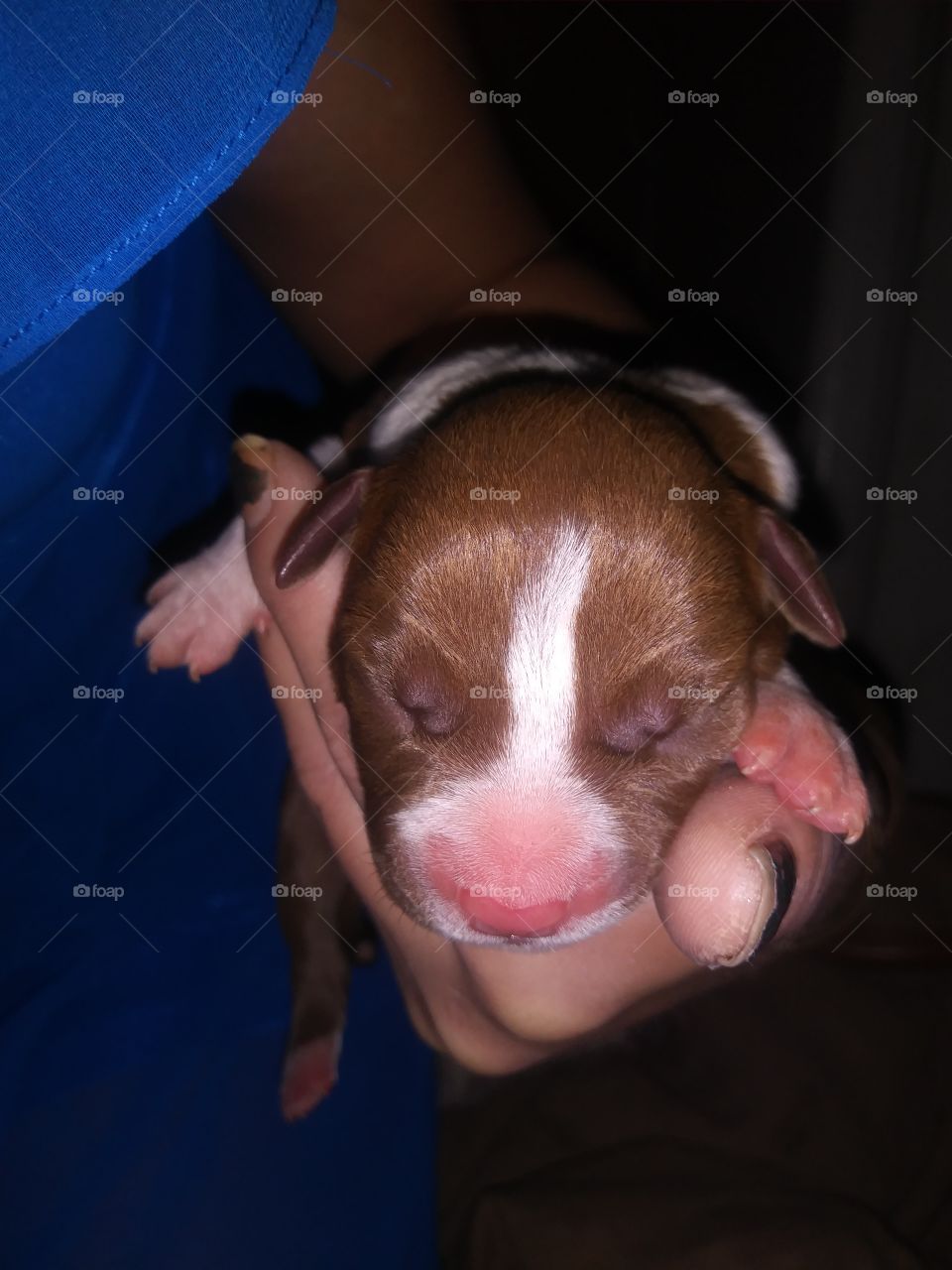 new born puppies. mix breed of a pit bull and pit bull terrier. 1 day old 7 pups