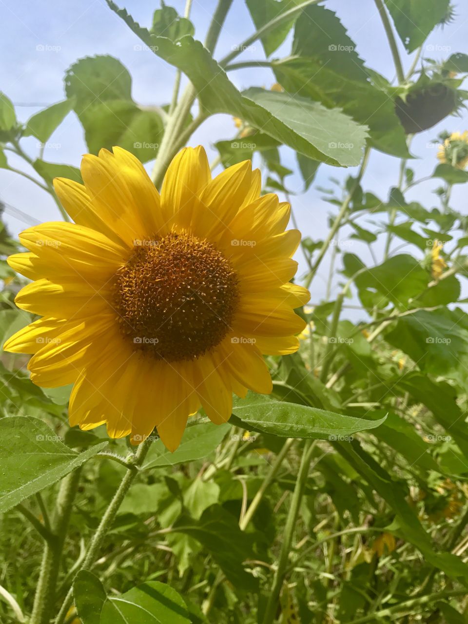 One Sunflower