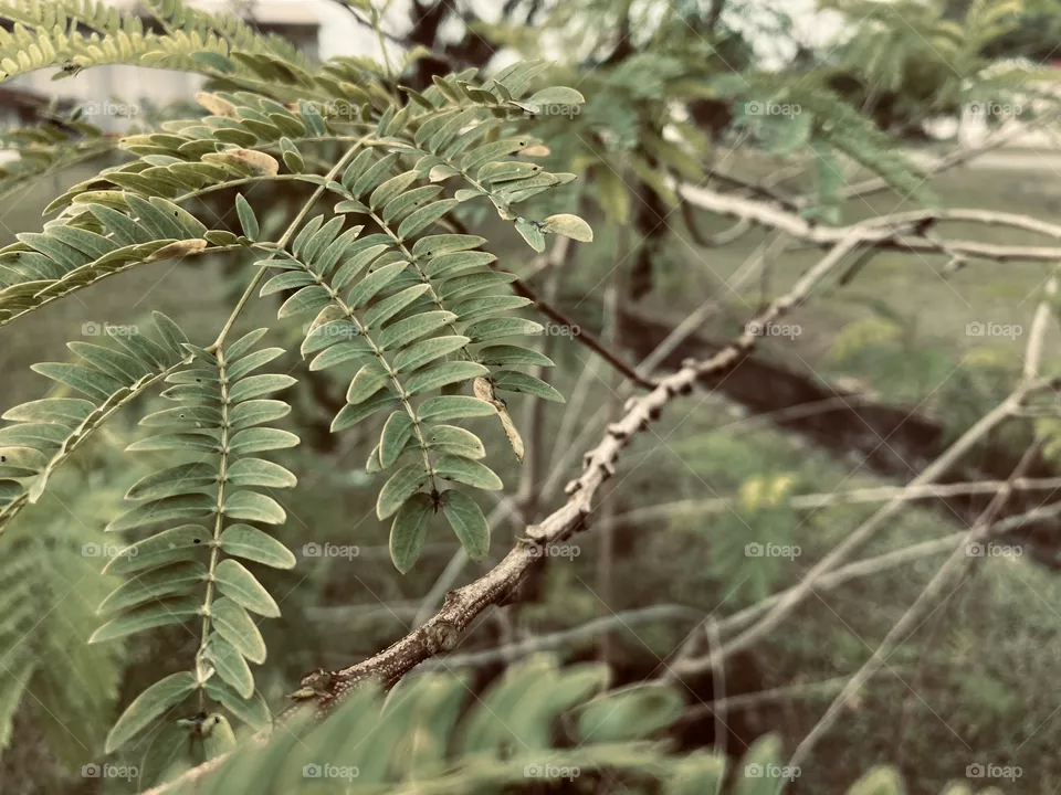 Bush