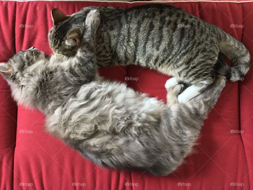 Two of our three cats Leo and Tusse. Both had a rough start living outdoors and not being cared for. We have adopted all cats and they are adorable both to people and to each other. 😻😻😻😻😻