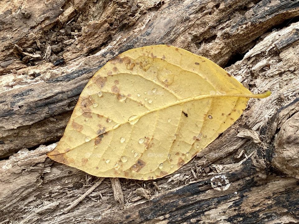 A yellow leaf covered with raindrops sitting on a log