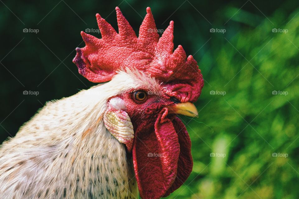 Side view of a rooster