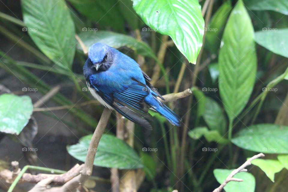 Blue coloured bird at Ueno Zoological Gardens Tokyo Japan 