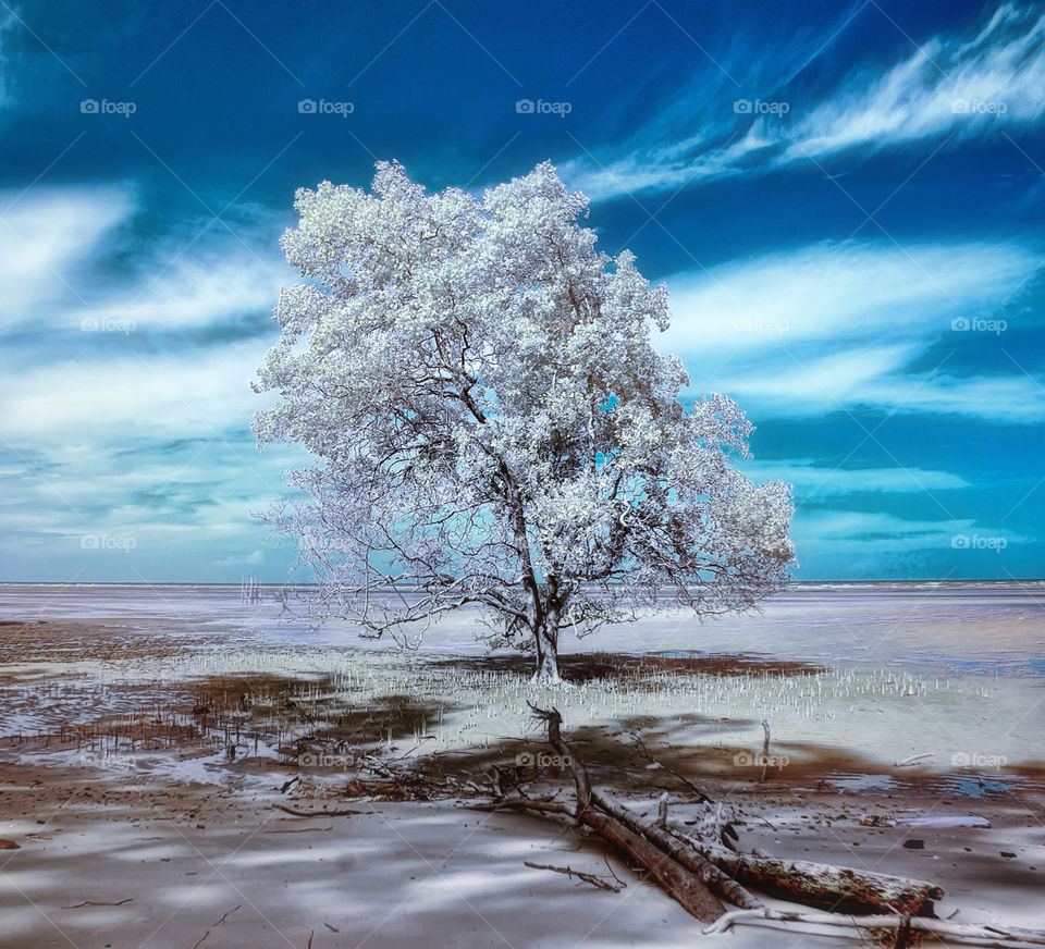 tree at tanjung beach