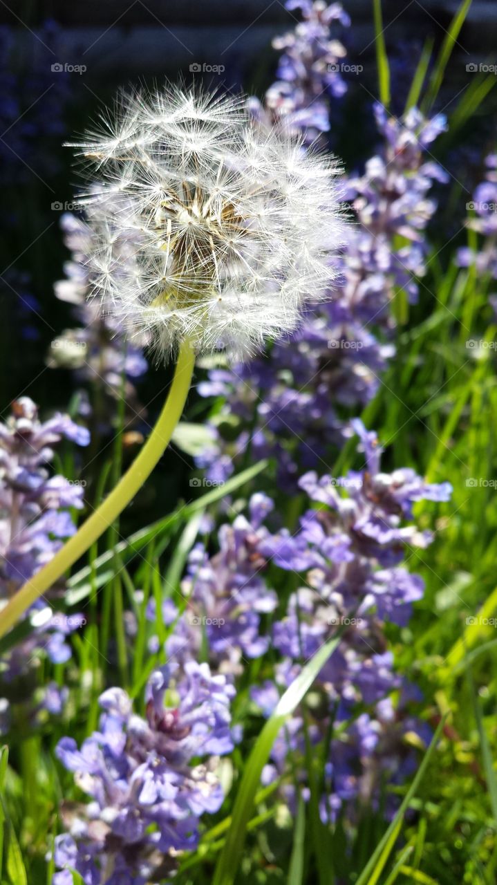 dandelion. spring yard