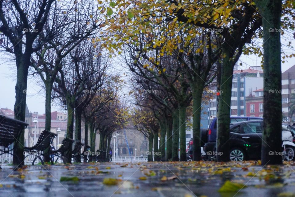 Rain#trees#park#autumn#walk