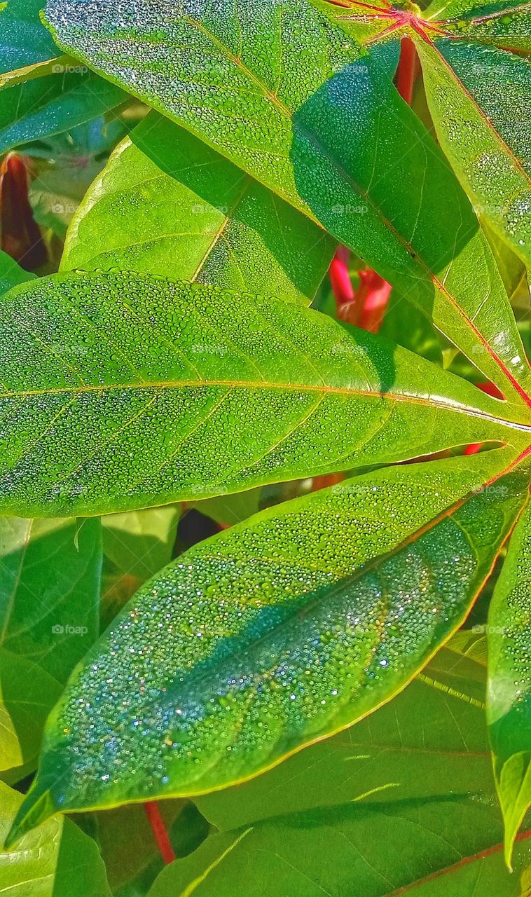 cassava leaves