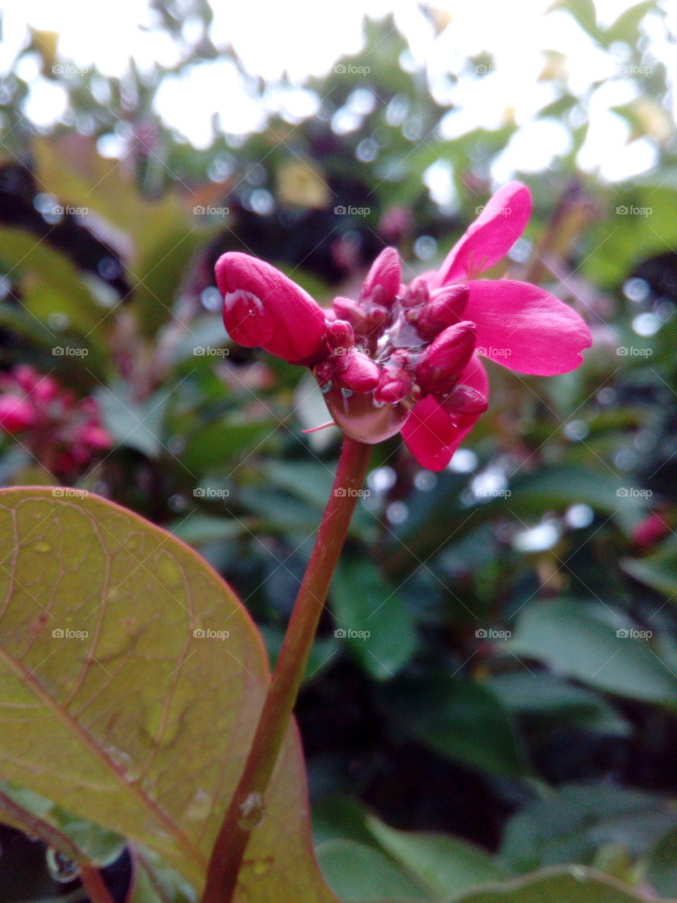 Pink Flower