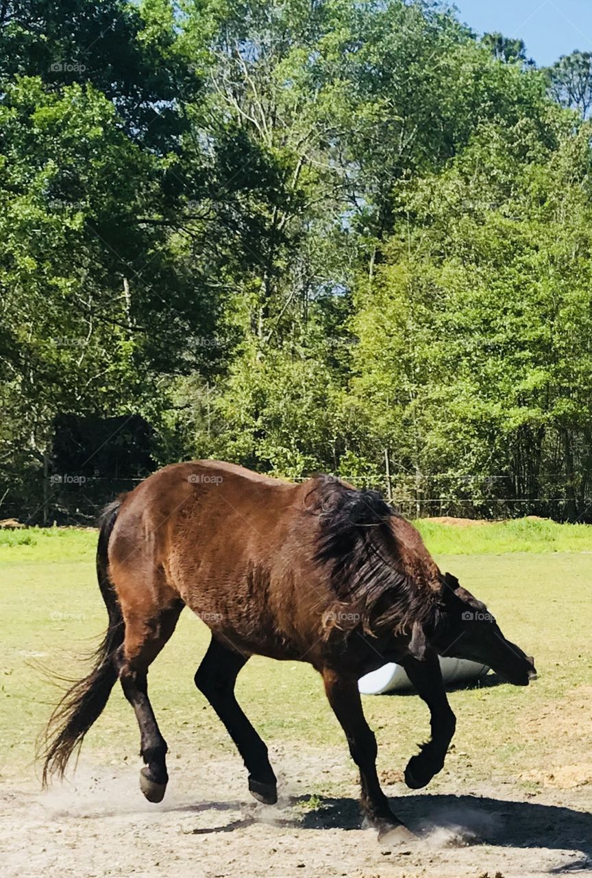 Our gelding 38 acting like a young colt playing and enjoying the sunshine. 