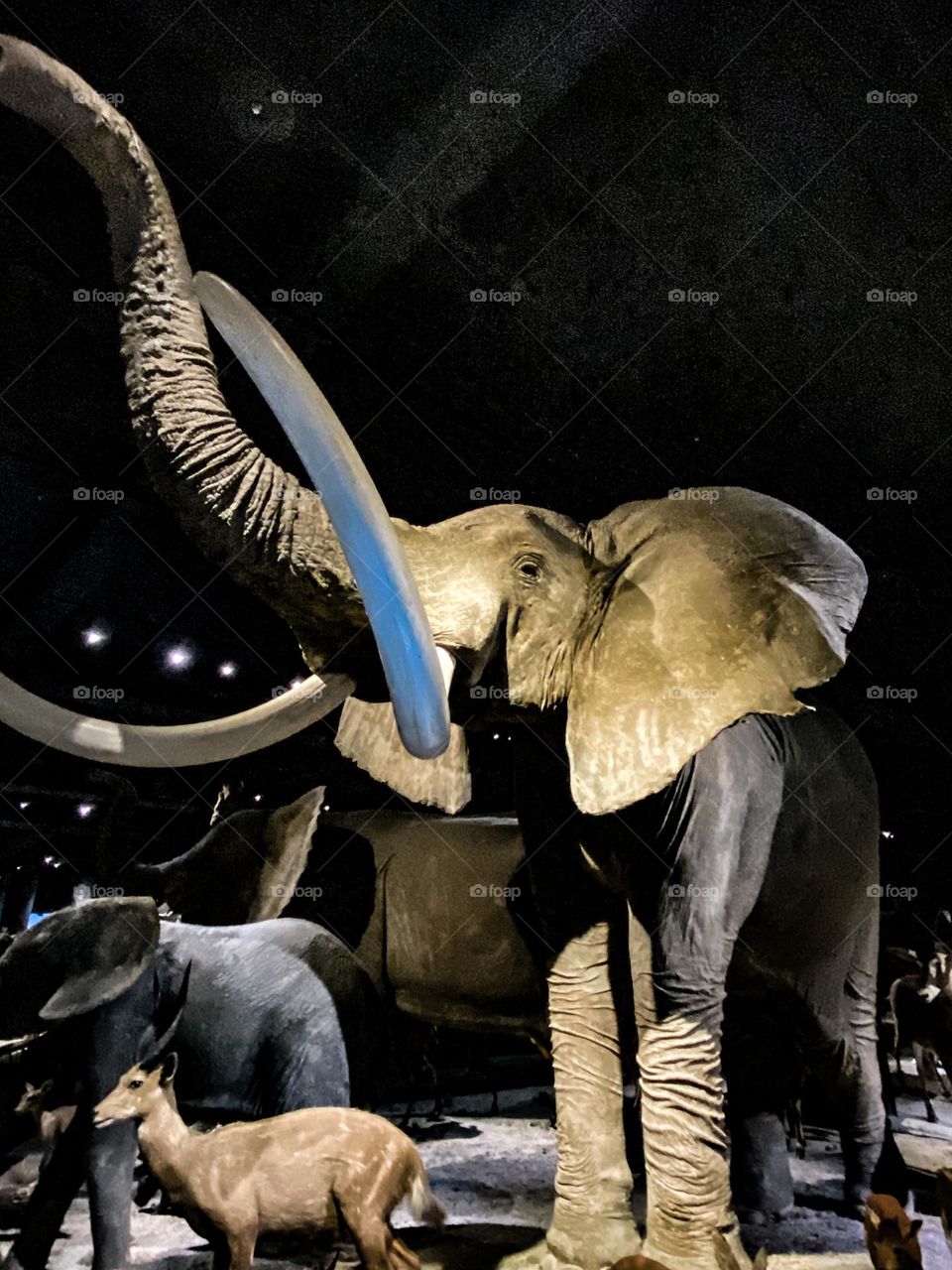 Elephants are one of the largest land animals