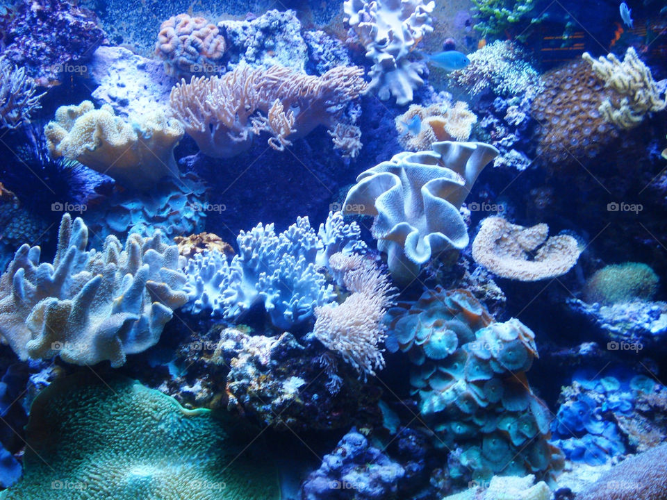 blue fish aquarium underwater by gollinakos