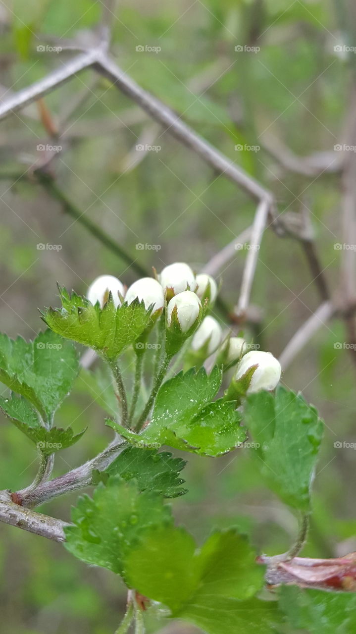 buds