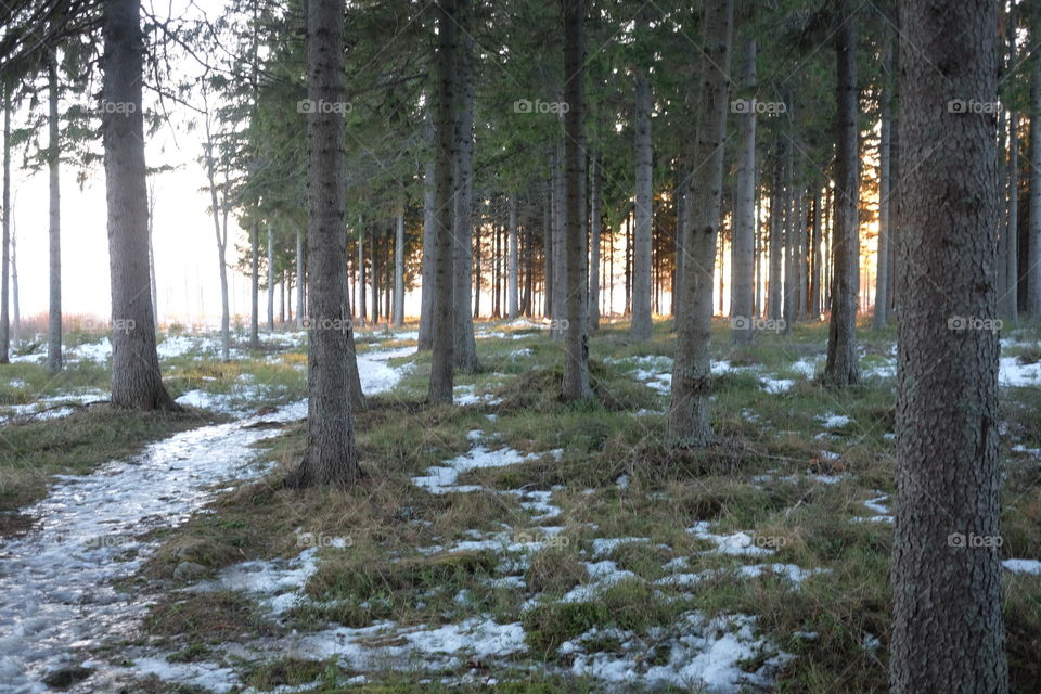 Tree, Wood, Landscape, Nature, No Person