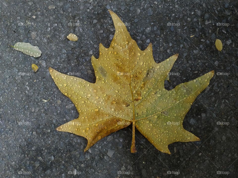 maple leaf in a rainy day