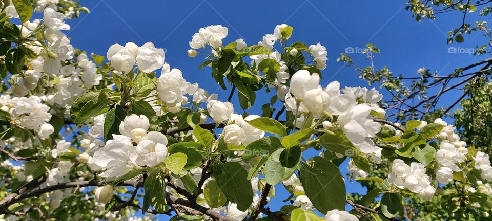 Nature, Flower, Leaf, Garden, Flora