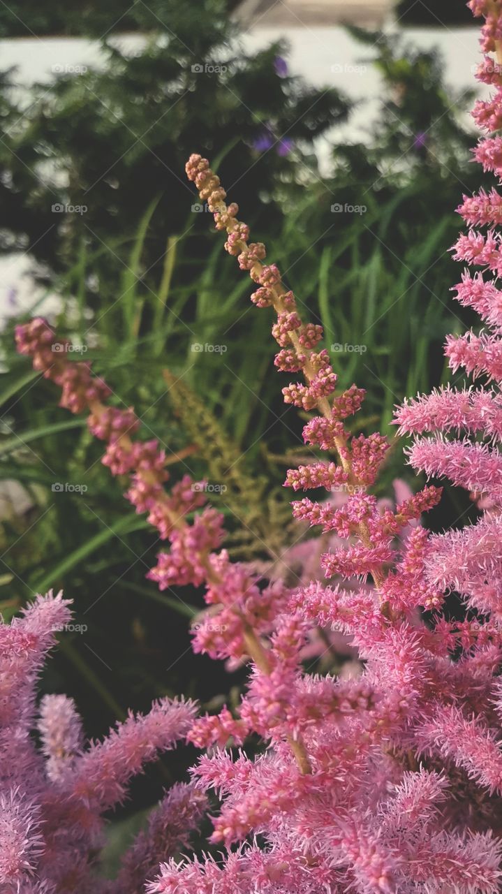※  🌸  Astilbe Pink Flowers Blooming
※  💟  Summer Time
※  😻  Beautiful Nature Photography To Enjoy Watching