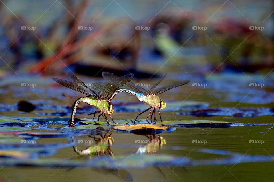 Dragonflies sharing a "personal" moment.