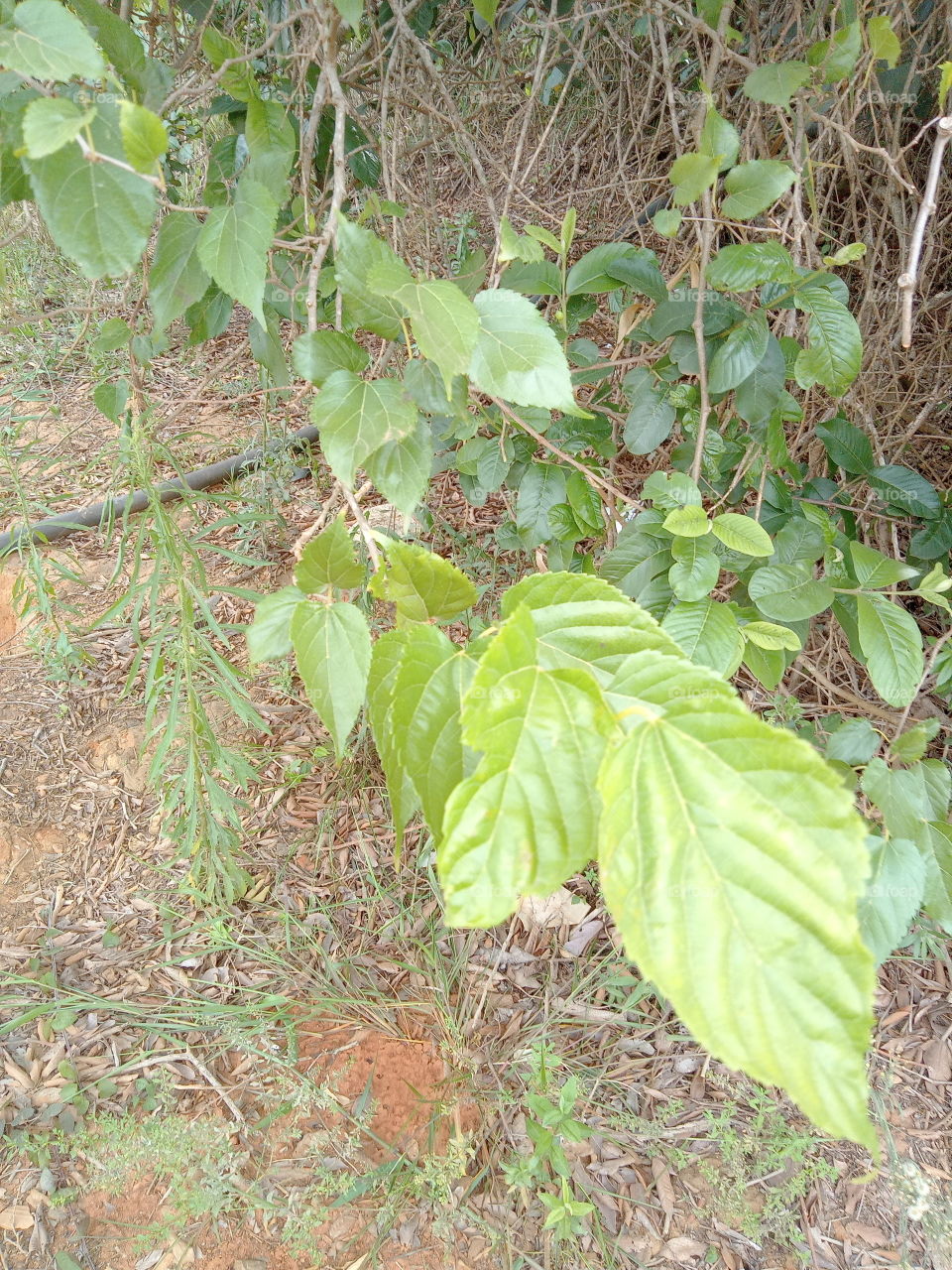 Editors'Choice Photo of the week