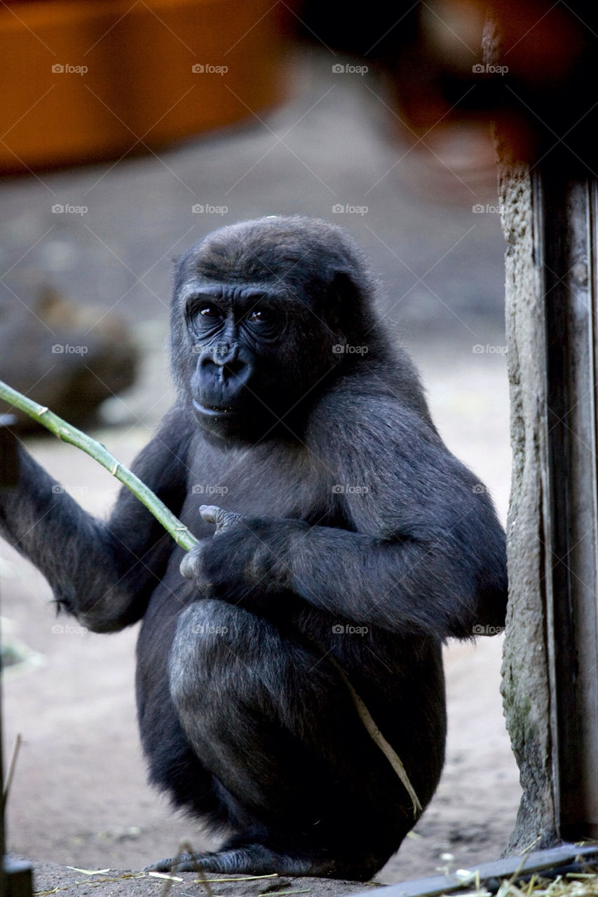 animal mammals zoo looking by splicanka